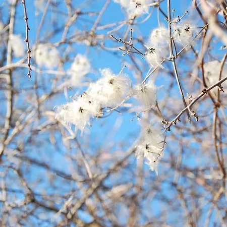 Apartment ενοικιαζόμενη παραδοσιακή σαν παραμύθι