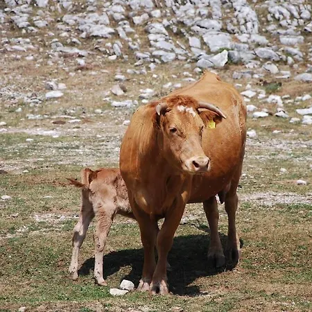 ενοικιαζόμενη παραδοσιακή σαν παραμύθι Volakas