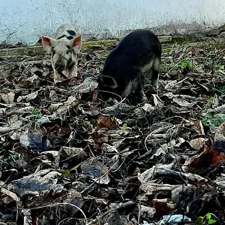ενοικιαζόμενη παραδοσιακή σαν παραμύθι Appartement