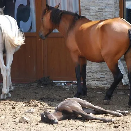 Apartment ενοικιαζόμενη παραδοσιακή σαν παραμύθι Volakas